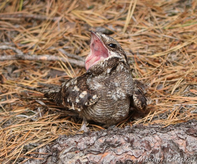 Исполинский козодой птенец