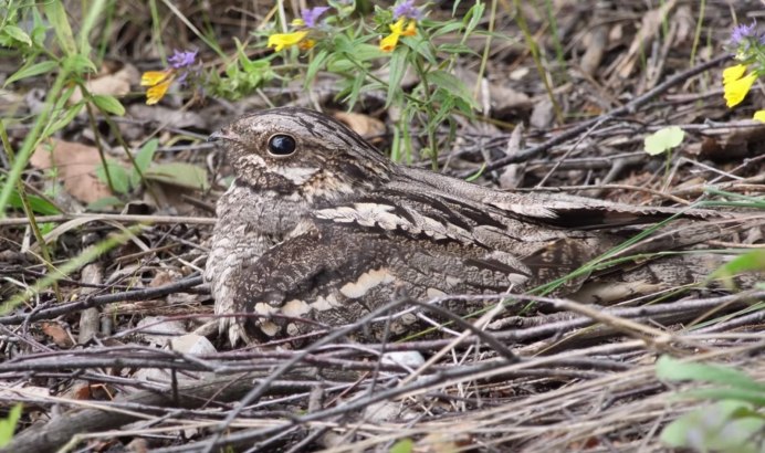 Козодой обыкновенный птица