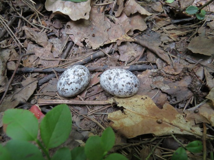 Козодой яйца в гнезде