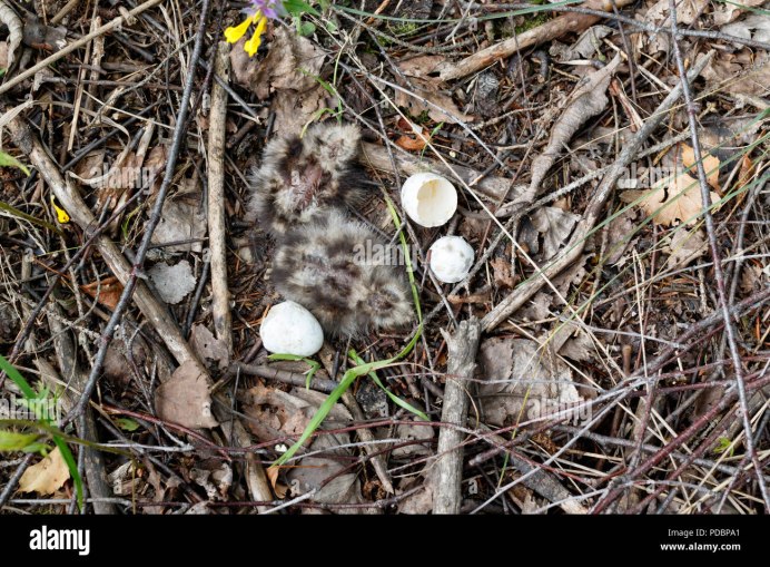 Американский белогорлый козодой