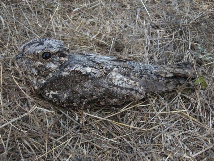 Гнездо козодоя