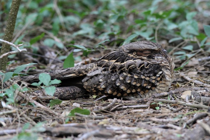 Козодой птица гнездо