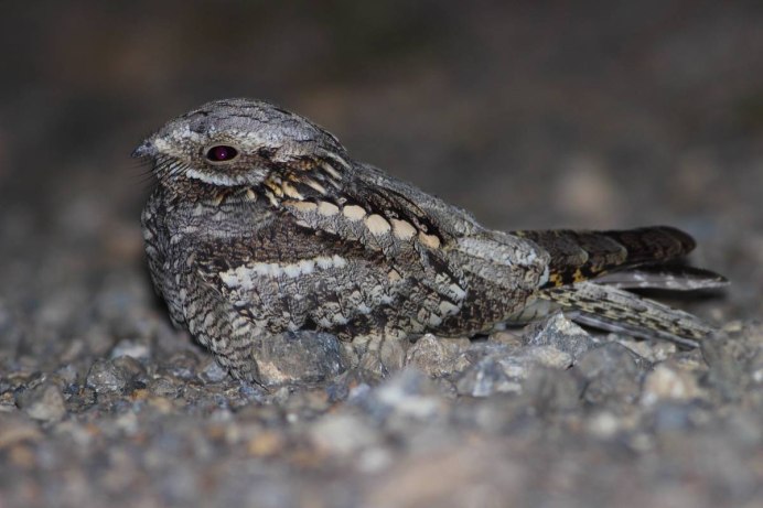 Совиный лягушкорот