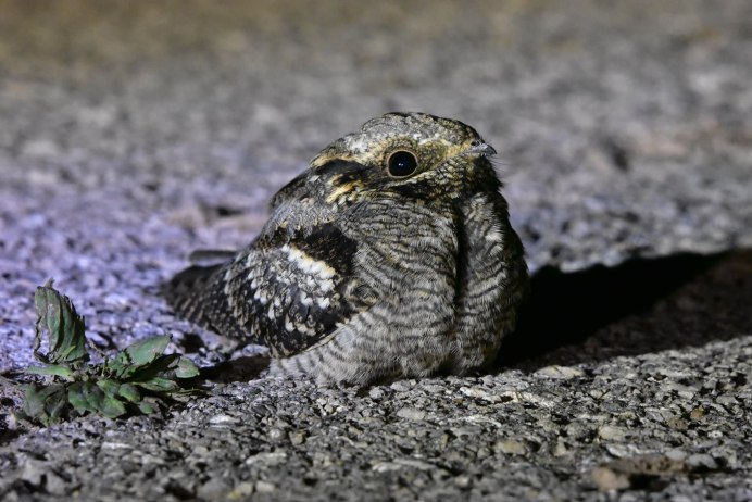 Американский белогорлый козодой