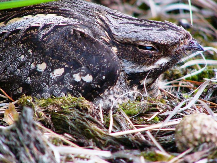 Птенец козодоя фото