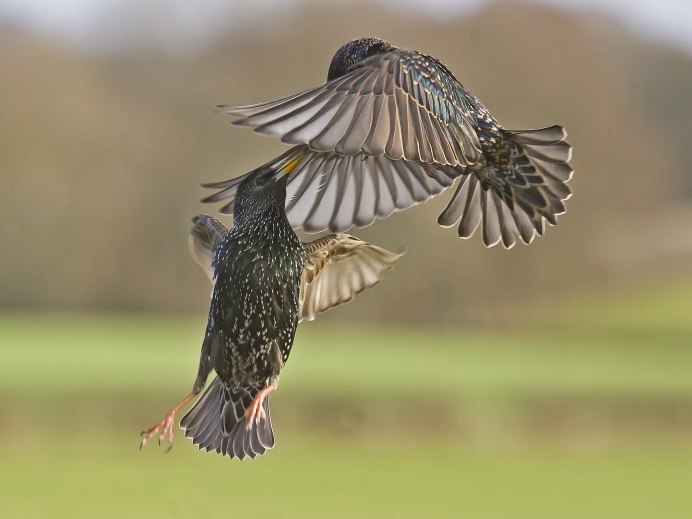 Фотоконкурс Audubon Photography Awards