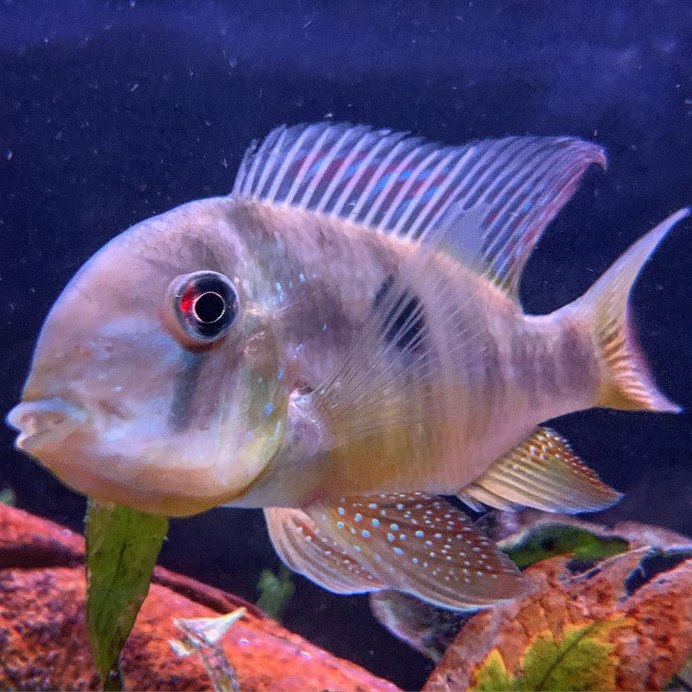 Gymnogeophagus SETEQUEDAS