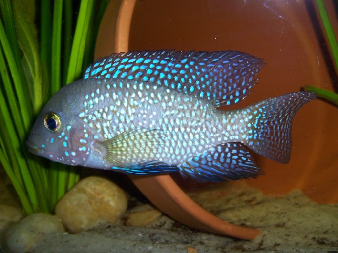 Gymnogeophagus tiraparae