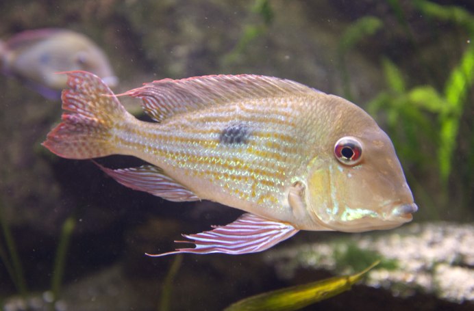 Geophagus taeniopareius