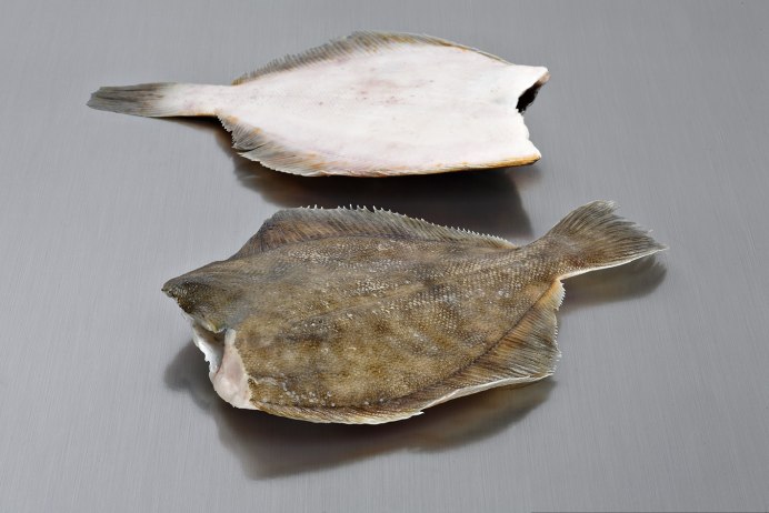 Морская камбала