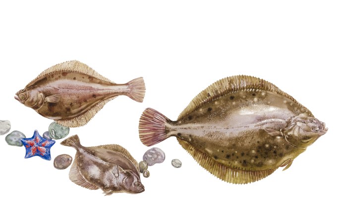 Морская рыба камбала