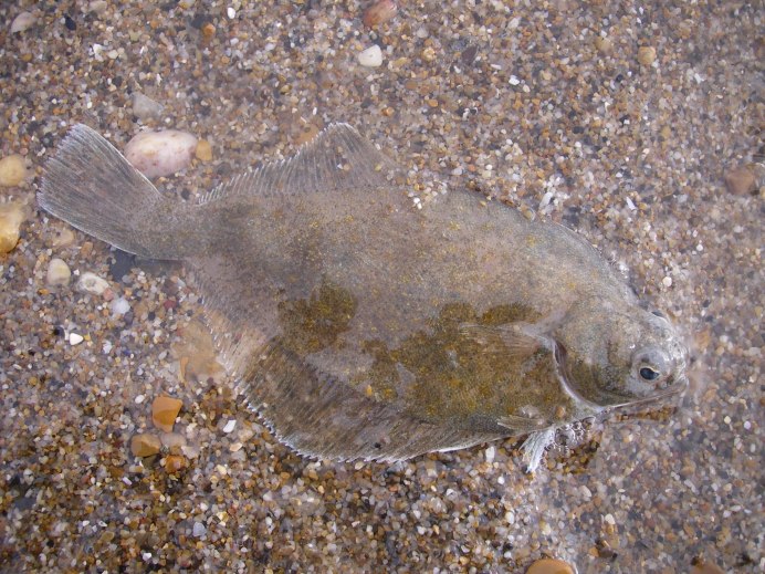 Liopsetta glacialis