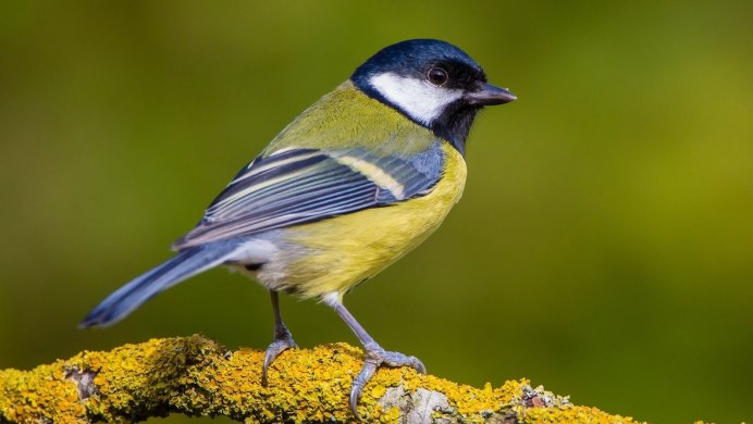 Синички в городе