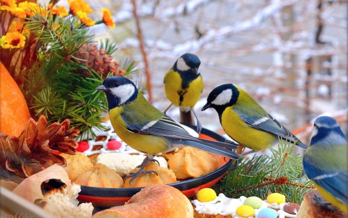 Большая синица и синица лазоревка