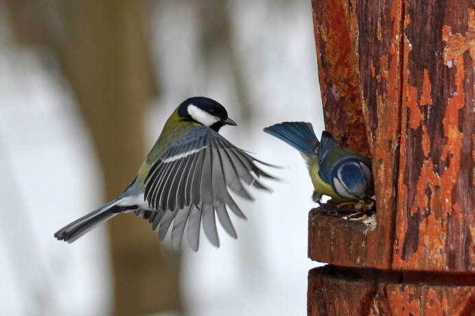 Синичка синичка птички