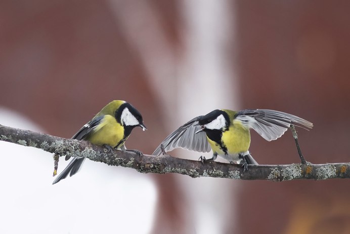 Птичка синица лазоревка