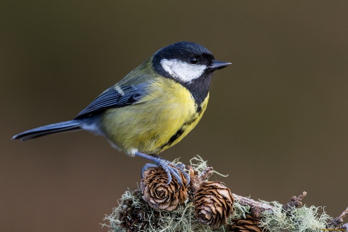 Зеленоспинная синица