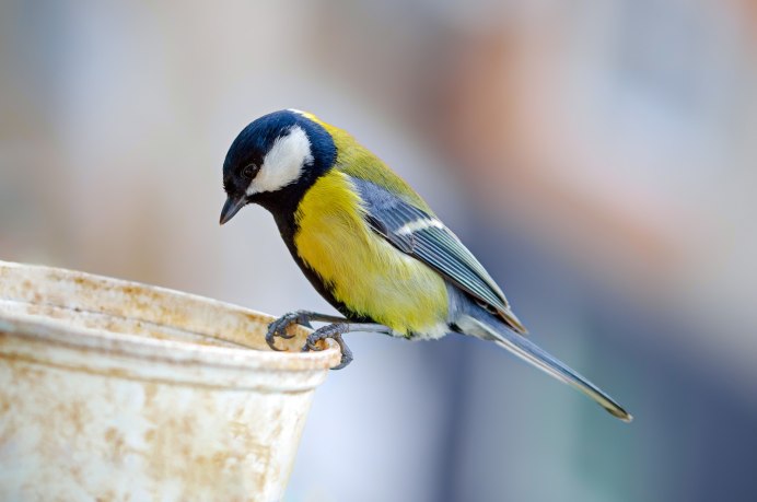 Синица Parus Major