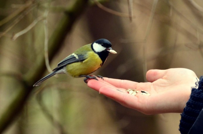 Синица Крымская