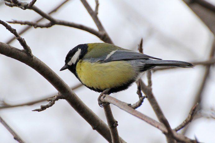 Акациевая синица