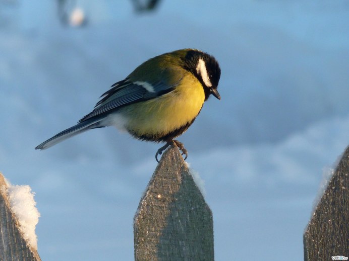 Синичка Зинзивер