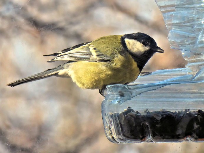 Картинки на рабочий стол птицы