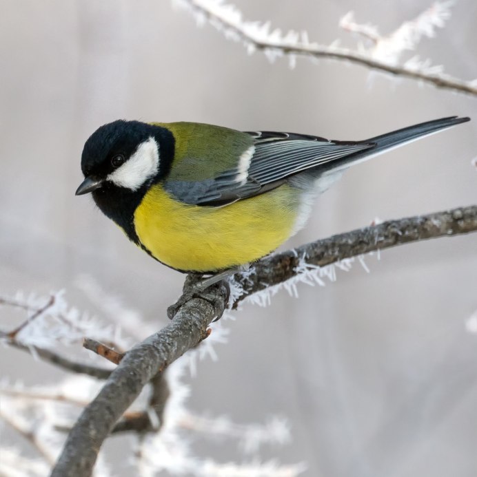 Синица Дальневосточная