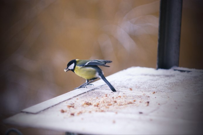 Синица Дальневосточная