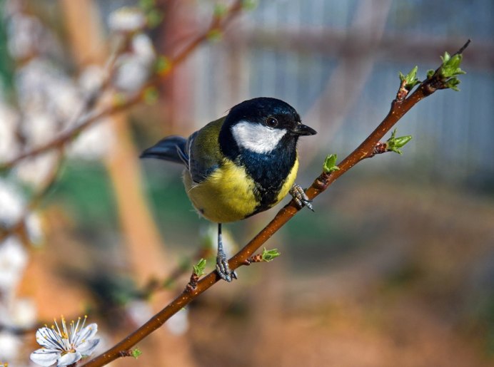 Синица лазоревка