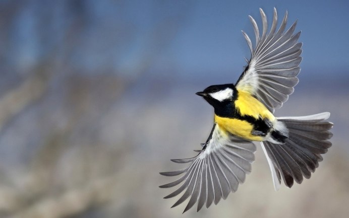 Яркие зимние птицы