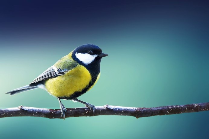 Синица лазоревка