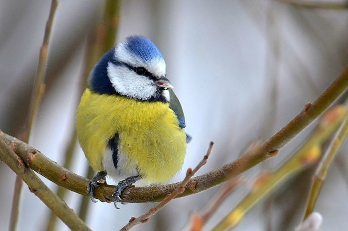 Синички красивые фото