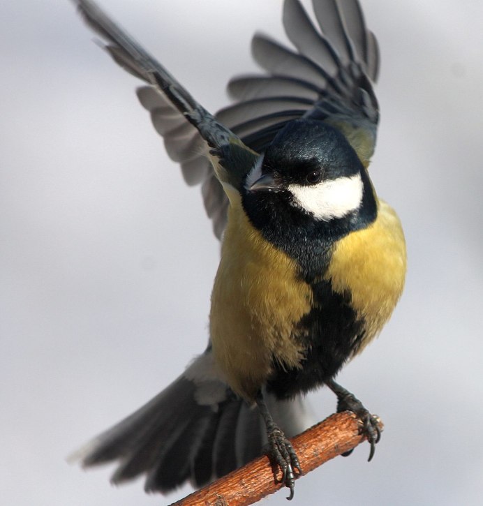Лазоревка гнездо Дубрава