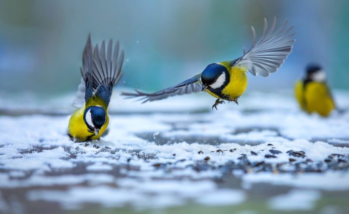 Синица и синица лазоревка