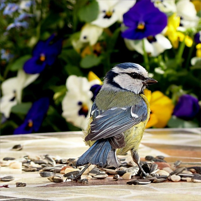 Птичка синица лазоревка