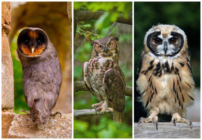 Канюка неясыть