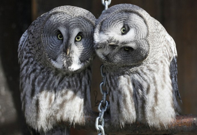 Семейство настоящие Совы