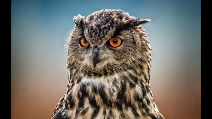 Сова породы Филин