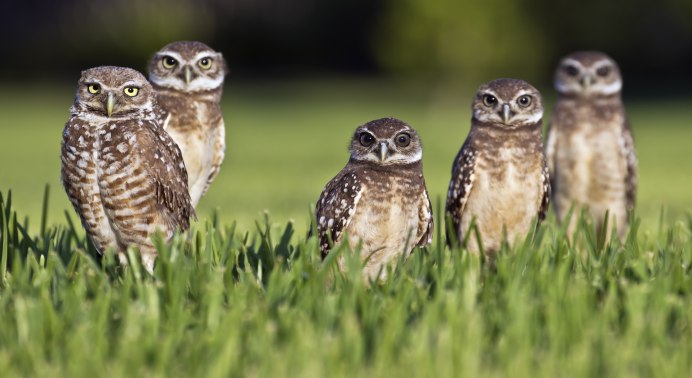 Разные Совы