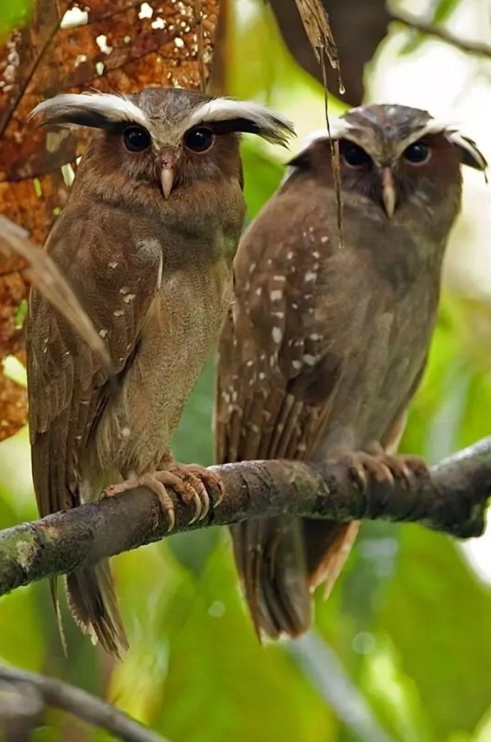 Разные Совы