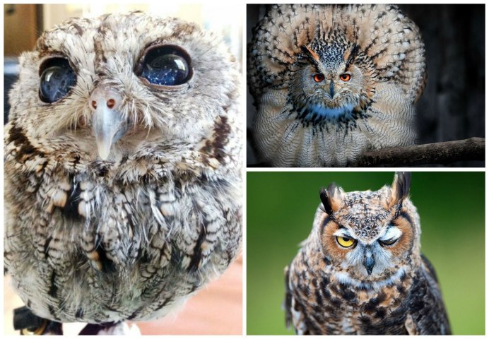 Кроличий Сыч птица