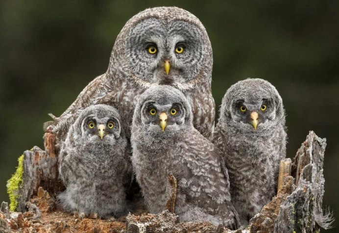 Полярная ушастая Сова