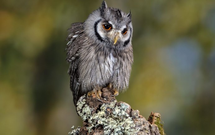 Сипуха, домовый Сыч.