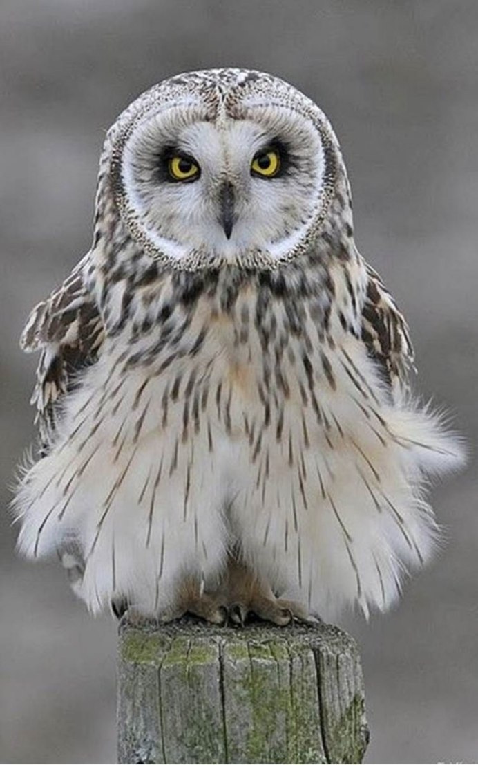 Полярная ушастая Сова
