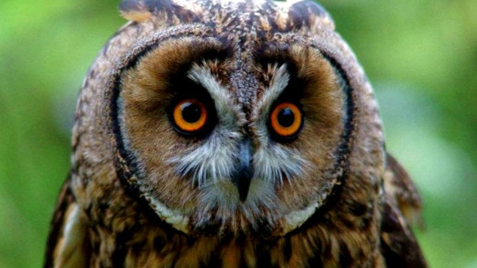 Кроличий Сыч