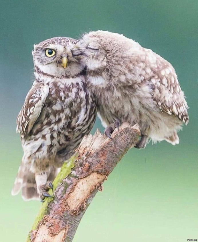 Совы картины фото