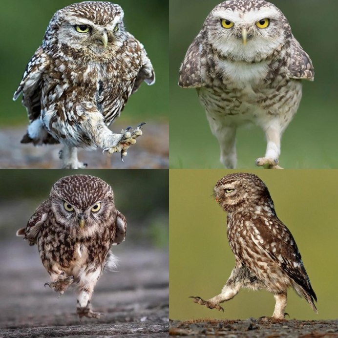 Great Horned Owl детеныш