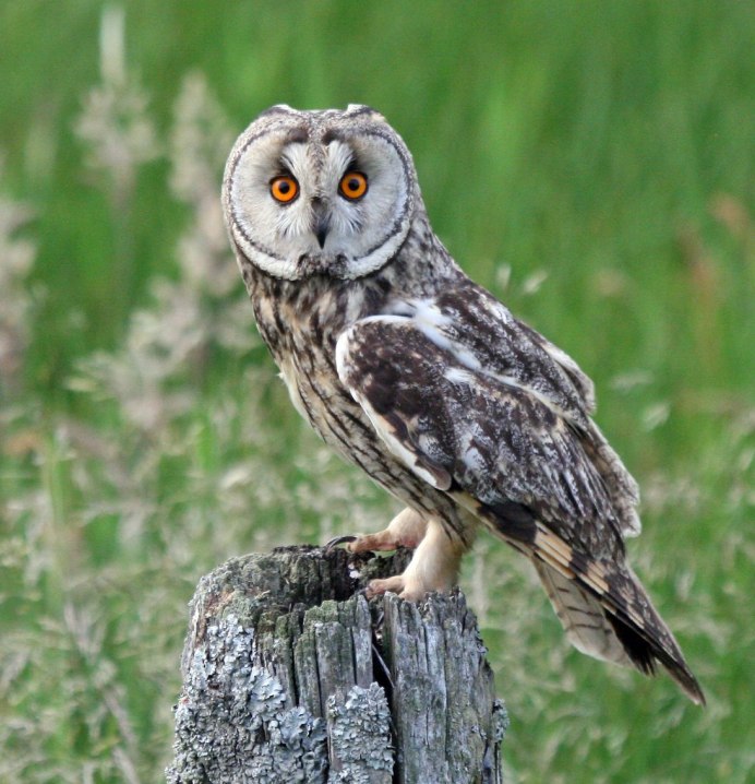 Бородатая неясыть птенец