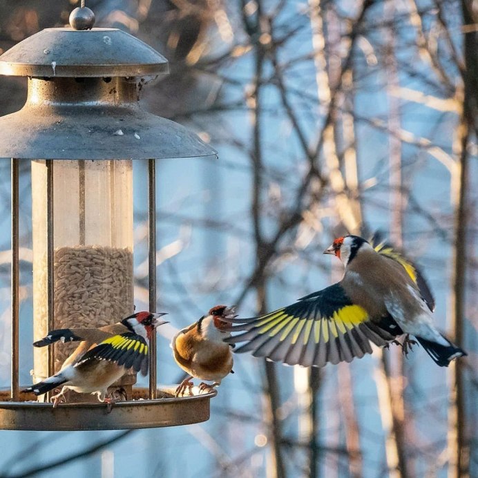 Щегол черноголовый Carduelis Carduelis
