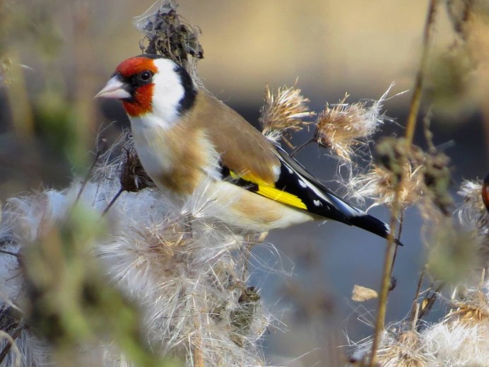 Щегол (Carduelis Carduelis)